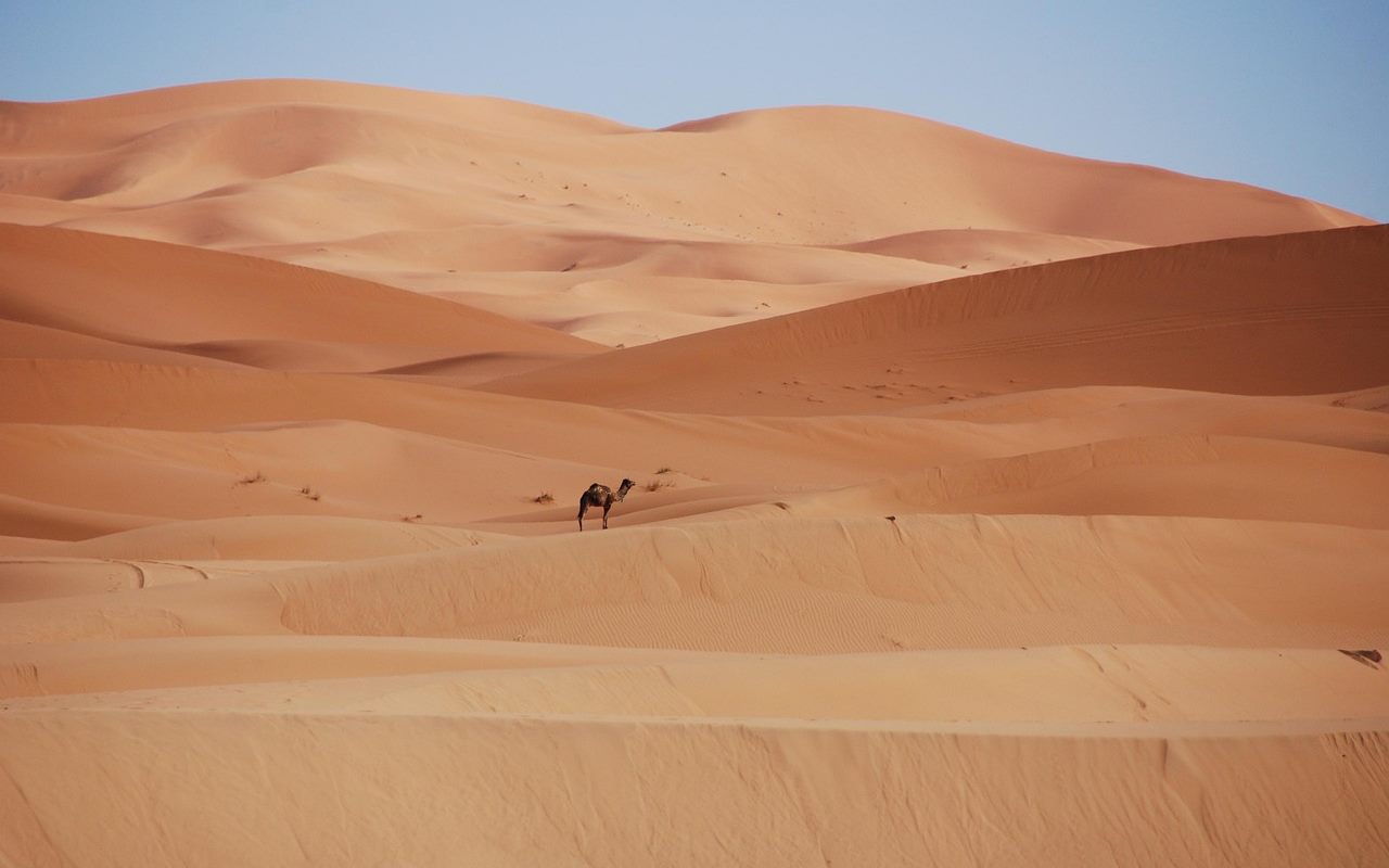 Desert Safari